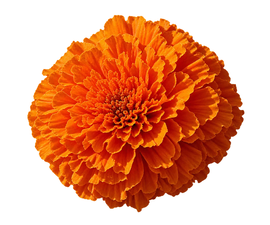 La fleur